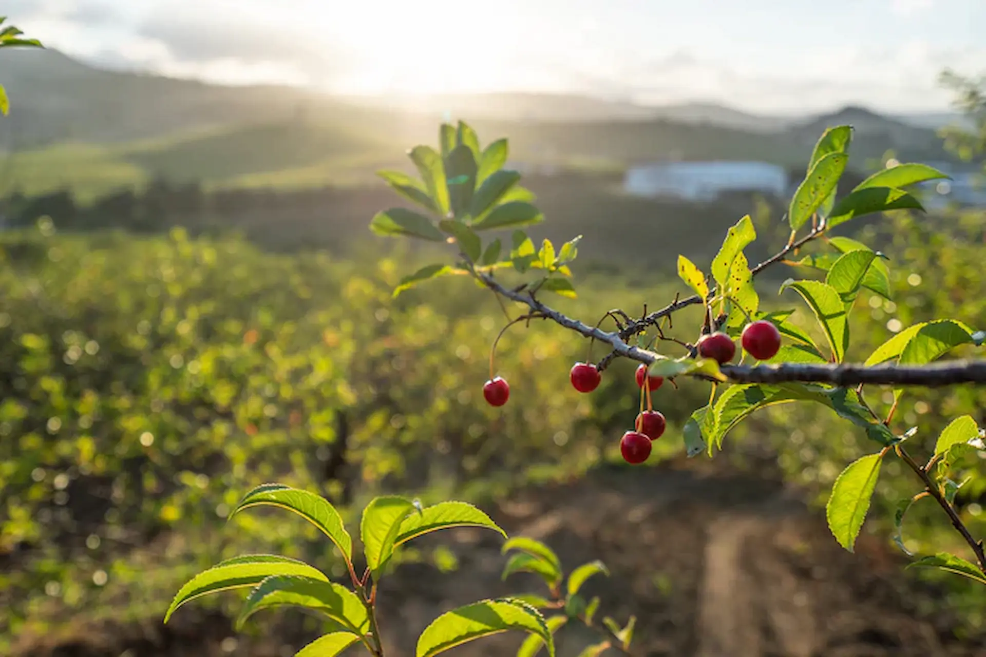 Escaleras para Cosecha de Cerezas